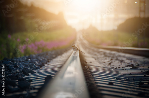 Cuadros en Lienzo Small bird standing on a railroad track in sunset.