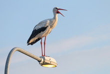 The White Stork Is A Friend Of The People. He Even Likes The Neighborhood Of People, Settles On Roofs Of Houses, Poles Of Electricity.