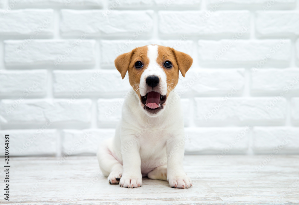 Puppy jack russell terrier. Dog sitting on wooden floor. - obrazy, fototapety, plakaty 