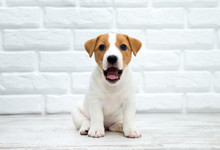 Puppy Jack Russell Terrier. Dog Sitting On Wooden Floor.
