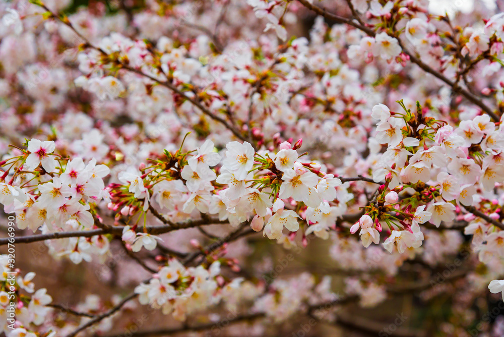 Japan Spring Tree Color Spring in Japan. The famous cherry tree blossom as background Stock ...