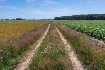 Wall Mural - Country road near Modlimowo village located in West Pomerania region of Poland