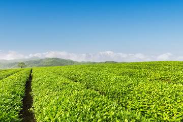 fresh green tea plantation in spring