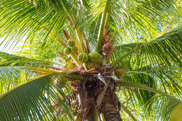 Wall Mural - Coconut tree with nuts in the tropics