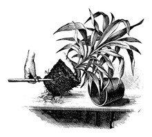 Antique Vintage Line Art Illustration, Engraving Or Drawing Of Replanting Or Repoting Of Cordyline Plant . From Book Plants In Room, Prague, 1898.