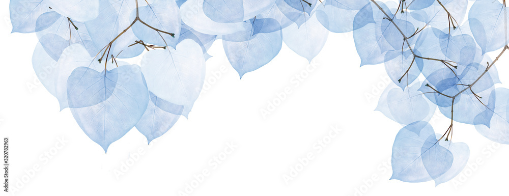 isolated stripe from tree branches with blue leaves - obrazy, fototapety, plakaty 