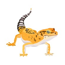 Gecko Lizard Animal. Reptile In Natural Wildlife Isolated In White Background. Vector
