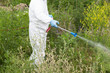 Worker in protective workwear spraying herbicide on ragweed. Hay fever concept.