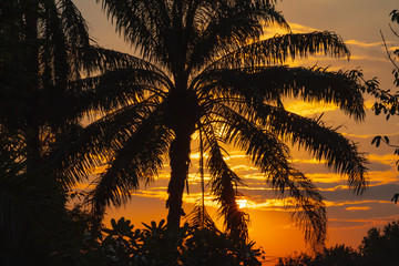 Wall Mural - beautiful tropical view landscape silhouette trees with reflection of sunlight in water in dramatic 