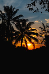 Wall Mural - beautiful tropical view landscape silhouette trees with reflection of sunlight in water in dramatic 