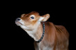 Jersey cow on black background, portrait of a calf closeup.