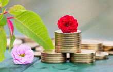 Renewable Green Business Concept, Gold Money Coins, With Flowers And Leaf
