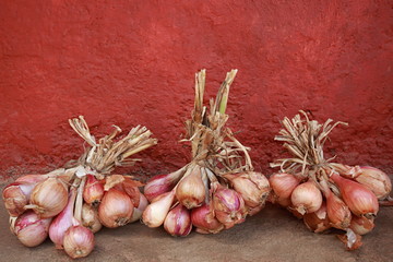 Fresh onions from a farm