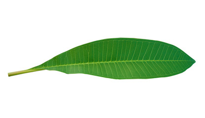 Wall Mural - Green leaf isolated on white background with clipping path