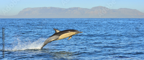 Photo Dolphin, swimming in the ocean and hunting for fish