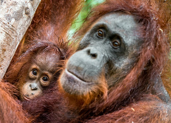 Wall Mural - Mother orangutan and cub in a natural habitat. Bornean orangutan (Pongo  pygmaeus wurmmbii) in the wild nature. Rainforest of Island Borneo. Indonesia.