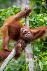 Wall Mural - Baby orangutan (Pongo pygmaeus) on the tree. Natural green background. Borneo rainforest jungle, Indonesia.