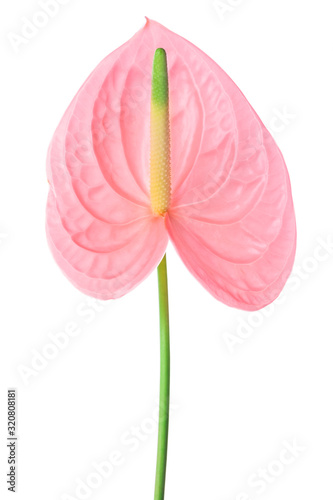 Pink flower in the shape of a heart isolated on white background.
