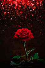 Red Roses On Bokeh Lighting Blurred Effect Background, For Love Wedding And Valentines Day