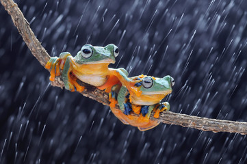 frog, frogs, flying frog, tree frog,