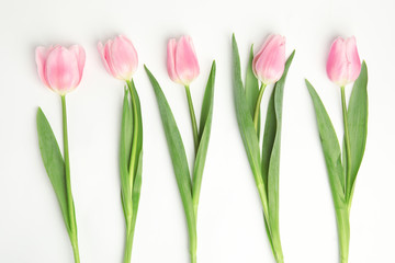 Beautiful pink spring tulips on white background, top view