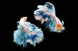 © IKA SYAFITRI - Betta fish, siamese fighting fish, betta splendens isolated on black background, fish on black background, Multi color Siamese fighting fish,