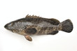 Grouper on the white background