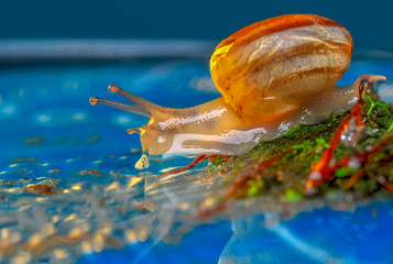 Close up  beautiful Snail in the garden