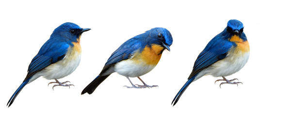 collection of blue bird isolated on white background in different manners and lovely stances, exotic