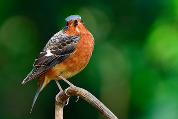 Wonder face of lovely bright brown bird with blue head perching on tree branch, Male of  White-throated rock thrush (Monticola gularis)