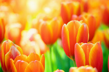 Fresh Colorful Tulips Flower Bloom In The Garden