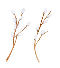 Watercolor Pussy Willow Branches Set. Hand Drawn Tree Twigs With Buds Isolated On White Background. Illustration For Card, Postcard, Cover Design, Invitation, Easter Decoration.