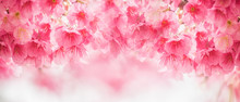 Beautiful Cherry Blossom Sakura In Spring Time