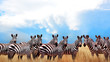 Group of wild zebras in the African savannah against the beautiful blue sky with white clouds. Wildlife of Africa. Tanzania. Serengeti national park. African landscape.