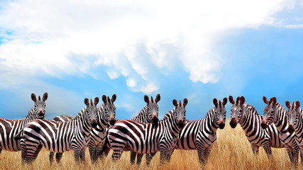 group of wild zebras in the african savannah against the beautiful blue sky with white clouds. wildl