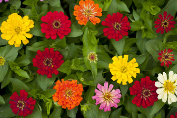 Wall Mural - Calendula officinalis