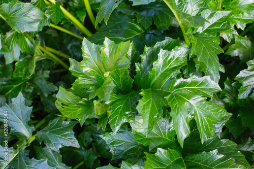 Fotomural Bear's breeches (acanthus mollis) texture background.