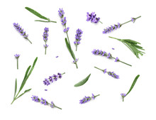 Lavender Flowers Isolated On A White Background