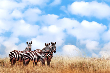 Wall Mural - group of wild zebras in the african savanna against the beautiful blue sky with white clouds. wildli