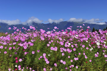 Sticker - coreopsis field