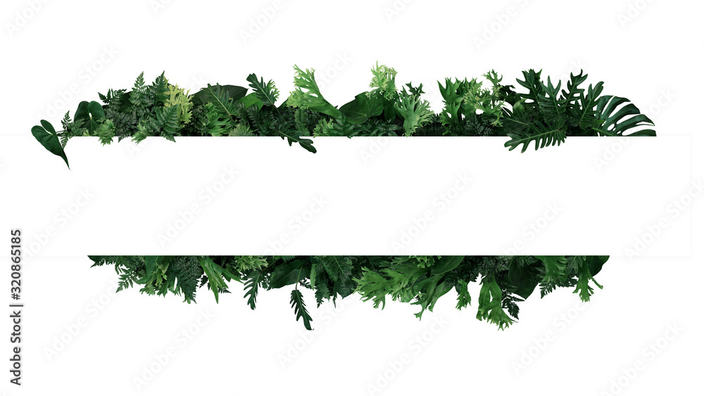 Green leaves nature frame layout of tropical plants bush  (ferns, climbing bird's nest fern, philodendrons, Monstera) foliage floral arrangement on white background with clipping path. - obrazy, fototapety, plakaty 