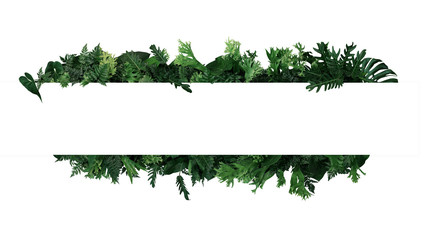 green leaves nature frame layout of tropical plants bush (ferns, climbing bird's nest fern, philoden