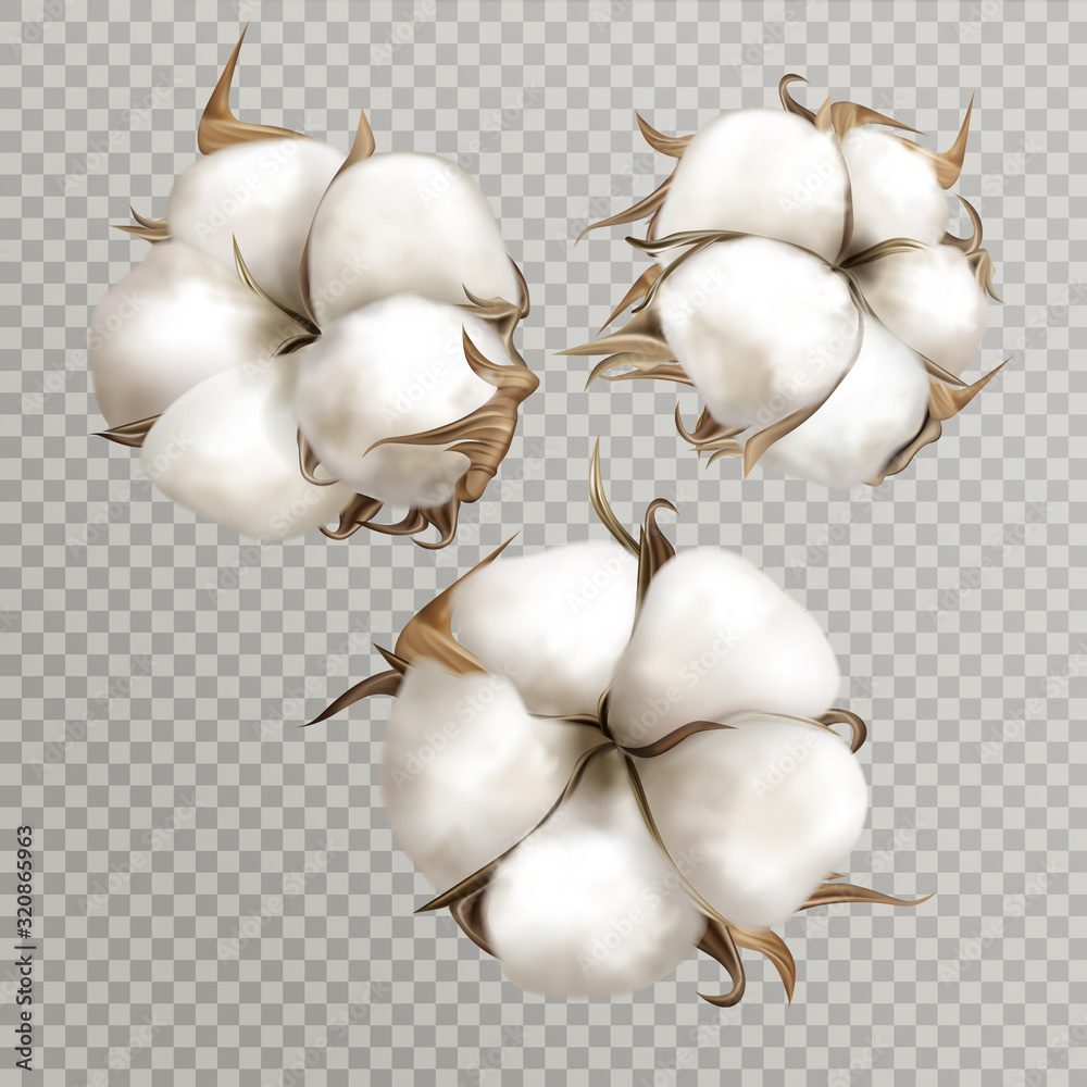 Realistic cotton branches with flowers, beautiful plant with white blossoms isolated transparent background, natural fluffy fiber ripe bolls with soft texturedesign element 3d vector illustration - obrazy, fototapety, plakaty 