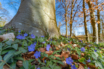 Poster - Pervenches en fleur dans un sous-bois au printemps