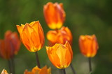 Fototapeta Tulipany - Orange tulips in the garden