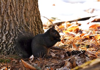 Eastern gray squirrel, black form in natural environment. Wisconsin state park.