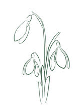  The Logo Of A Snowdrop Flower.