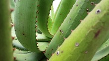 South African Aloe Ferox Plant With Emerald Green Leaves And Red Thorns On The Edges, Beautiful Natural Green Texture And Patterns As Camera Moves In Slow Motion.