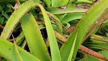 South African Aloe Plants With Emerald Green Leaves And Red Thorns On The Edges, Beautiful Natural Green Texture And Patterns As Camera Moves In Slow Motion.