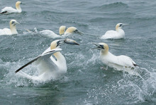 Gannets Feeding I The North Sea